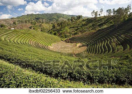 "Oolong tea plantation near Mea Salong, Northern Thailand, Thailand, Asia" View Large Photo Image Stock Image - "Oolong tea plantation near Mea Salong, Northern Thailand, Thailand, Asia". Fotosearch