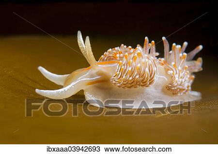 "Opalescent Sea Slug (Hermissenda crassicornis), Sea of Japan, Primorsky Krai, Russia, Europe" View Large Photo Image Stock Image - "Opalescent Sea Slug (Hermissenda crassicornis), Sea of Japan, Primorsky Krai, Russia, Europe". Fotosearch