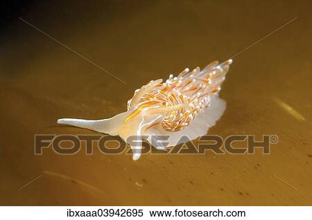 Stock Photography - "Opalescent Sea Slug (Hermissenda crassicornis), Sea of Japan, Russia, Europe". Fotosearch