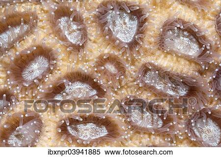 "Open polyps of a nocturnal stony coral (Hexacorallia), Red Sea, Egypt, Africa" View Large Photo Image Stock Photography - "Open polyps of a nocturnal stony coral (Hexacorallia), Red Sea, Egypt, Africa". Fotosearch