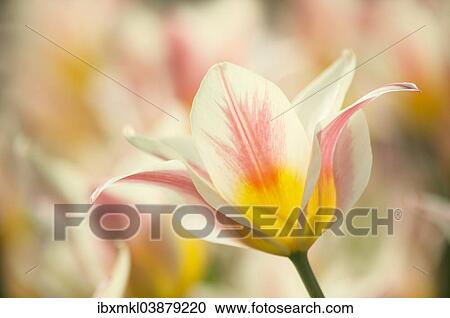 "Open Tulip (Tulipa), Baden-Wurttemberg, Germany, Europe" View Large Photo Image Stock Image - "Open Tulip (Tulipa), Baden-Wurttemberg, Germany, Europe". Fotosearch
