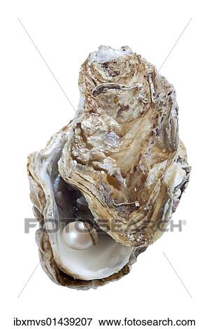 Opened oyster with pearl View Large Photo Image Stock Photo - Opened oyster with pearl. Fotosearch