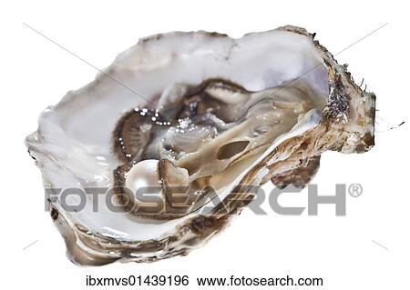 Opened oyster with pearl View Large Photo Image Stock Photograph - Opened oyster with pearl. Fotosearch