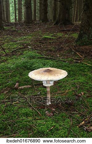 Stock Image - "Opened Parasol Mushroom (Macrolepiota procera), Allgaeu, Bavaria, Germany, Europe". Fotosearch