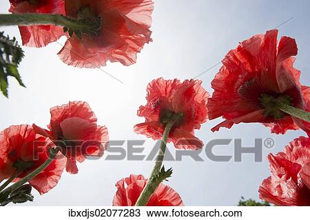 "Opium poppies (Papaver somniferum), blossoms" View Large Photo Image Stock Image - "Opium poppies (Papaver somniferum), blossoms". Fotosearch