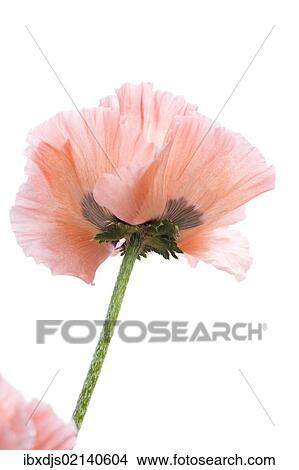 Opium Poppy (Papaver somniferum) View Large Photo Image Picture - Opium Poppy (Papaver somniferum). Fotosearch