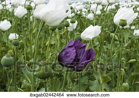 "Opium poppy (Papaver somniferum) field, Turkey, Asia" View Large Photo Image Picture - "Opium poppy (Papaver somniferum) field, Turkey, Asia". Fotosearch