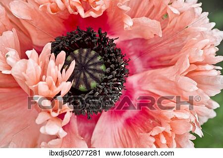 "Opium poppy (Papaver somniferum), blossom" View Large Photo Image Stock Image - "Opium poppy (Papaver somniferum), blossom". Fotosearch