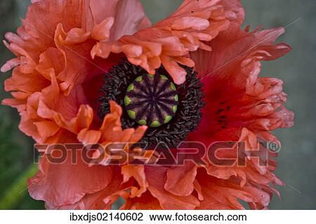 Opium Poppy (Papaver somniferum) View Large Photo Image Stock Image - Opium Poppy (Papaver somniferum). Fotosearch