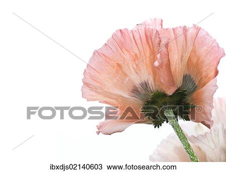 Opium Poppy (Papaver somniferum) View Large Photo Image Stock Image - Opium Poppy (Papaver somniferum). Fotosearch