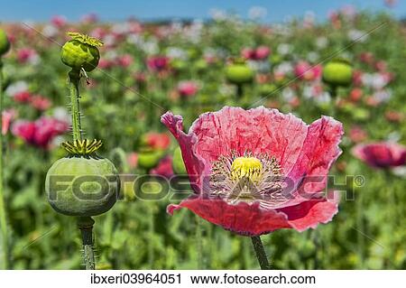 "Opium Poppy (Papaver somniferum), flower and flower buds" View Large Photo Image Stock Image - "Opium Poppy (Papaver somniferum), flower and flower buds". Fotosearch