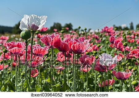 Stock Image - "Opium Poppy (Papaver somniferum), flowers and flower buds". Fotosearch