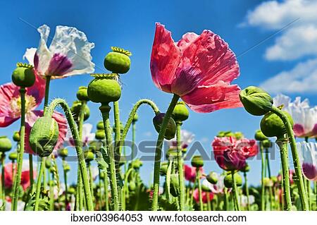 "Opium Poppy (Papaver somniferum), flowers and flower buds" View Large Photo Image Stock Image - "Opium Poppy (Papaver somniferum), flowers and flower buds". Fotosearch