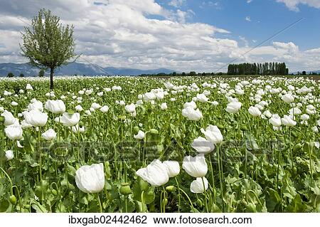 "Opium poppy (Papaver somniferum) field, Turkey, Asia" View Large Photo Image Stock Image - "Opium poppy (Papaver somniferum) field, Turkey, Asia". Fotosearch