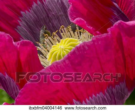 Opium Poppy (Papaver somniferum) View Large Photo Image Stock Photograph - Opium Poppy (Papaver somniferum). Fotosearch