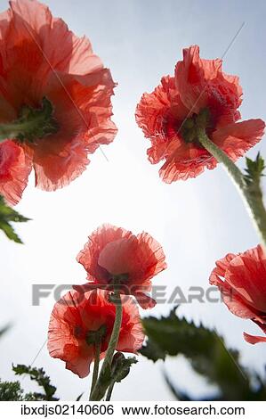 Stock Photograph - Opium Poppy (Papaver somniferum). Fotosearch