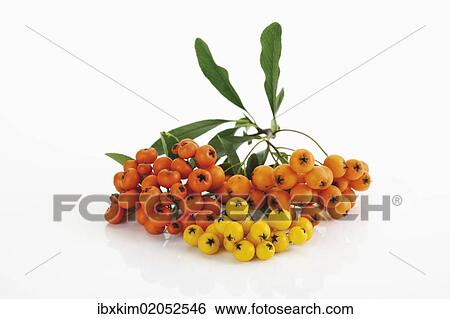 Orange and yellow Firethorn (Pyracantha) View Large Photo Image Stock Photograph - Orange and yellow Firethorn (Pyracantha). Fotosearch