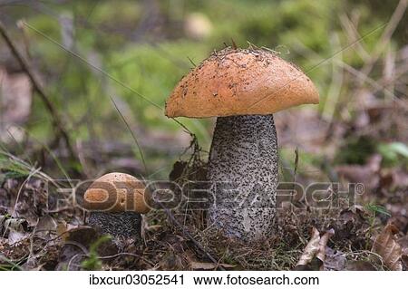 "Orange Birch Bolete (Leccinum versipelle), Thuringia, Germany, Europe" View Large Photo Image Stock Image - "Orange Birch Bolete (Leccinum versipelle), Thuringia, Germany, Europe". Fotosearch
