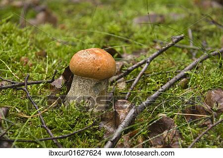 Orange Birch Bolete mushroom (Leccinum versipelle) View Large Photo Image Picture - Orange Birch Bolete mushroom (Leccinum versipelle). Fotosearch