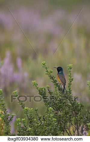 "Orange-breasted Sunbird (Anthobaphes violacea), fynbos, heathland, Western Cape, South Africa, Africa" View Large Photo Image Stock Image - "Orange-breasted Sunbird (Anthobaphes violacea), fynbos, heathland, Western Cape, South Africa, Africa". Fotosearch