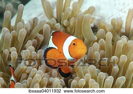 "Orange Clownfish (Amphiprion percula), Bohol Sea, Philippines, Asia" View Large Photo Image Stock Image - "Orange Clownfish (Amphiprion percula), Bohol Sea, Philippines, Asia". Fotosearch