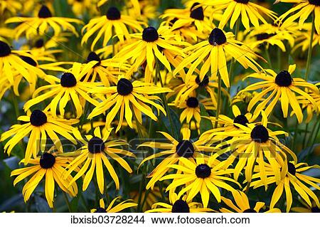 Picture - Orange Coneflower (Rudbeckia fulgida). Fotosearch