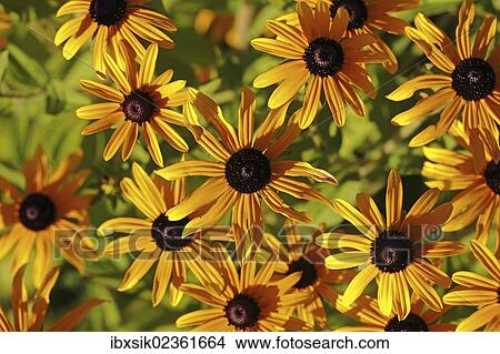"Orange coneflower (Rudbeckia fulgida var), blossoms, Baden-Wuerttemberg, Germany, Europe" View Large Photo Image Picture - "Orange coneflower (Rudbeckia fulgida var), blossoms, Baden-Wuerttemberg, Germany, Europe". Fotosearch