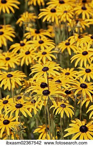 Orange Coneflower (Rudbeckia fulgida) View Large Photo Image Stock Image - Orange Coneflower (Rudbeckia fulgida). Fotosearch