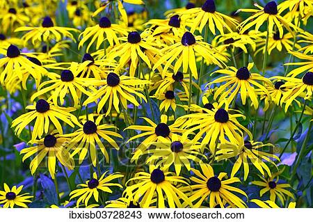 Stock Image - Orange Coneflower (Rudbeckia fulgida). Fotosearch