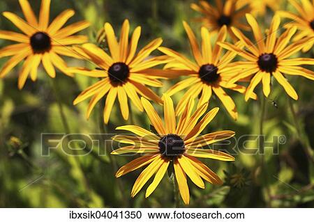 Stock Image - "Orange Coneflower (Rudbeckia fulgida), Baden-Wurttemberg, Germany, Europe". Fotosearch