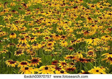 "Orange Coneflowers (Rudbeckia fulgida), Quebec, Canada, North America" View Large Photo Image Stock Photo - "Orange Coneflowers (Rudbeckia fulgida), Quebec, Canada, North America". Fotosearch