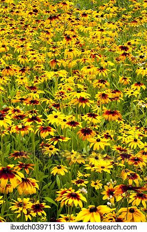 "Orange Coneflowers (Rudbeckia fulgida), Quebec, Canada, North America" View Large Photo Image Stock Photography - "Orange Coneflowers (Rudbeckia fulgida), Quebec, Canada, North America". Fotosearch