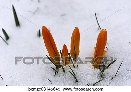 "Orange crocus flowers (Crocus) in the snow, Eckental, Middle Franconia, Bavaria, Germany, Europe" View Large Photo Image Stock Photography - "Orange crocus flowers (Crocus) in the snow, Eckental, Middle Franconia, Bavaria, Germany, Europe". Fotosearch