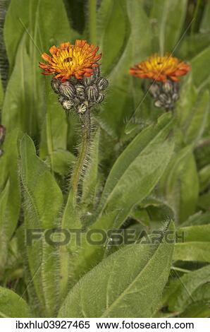 Stock Photography - "Orange hawkweed (Hieracium aurantiacum), Baden-Wurttemberg, Germany, Europe". Fotosearch