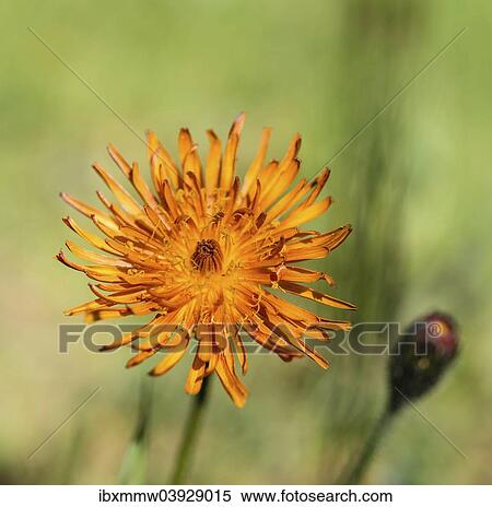 Stock Photography - "Orange Hawkweed (Hieracium aurantiacum), flower". Fotosearch
