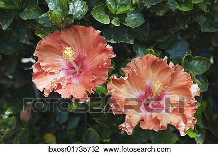 "Orange hibiscus flowers (Hibiscus), Lanzarote, Canary Islands, Spain, Europe" View Large Photo Image Stock Image - "Orange hibiscus flowers (Hibiscus), Lanzarote, Canary Islands, Spain, Europe". Fotosearch