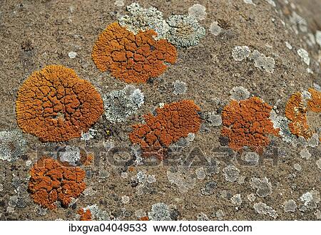 Stock Image - "Orange Lichen (Caloplaca spec), Ethiopia, Africa". Fotosearch