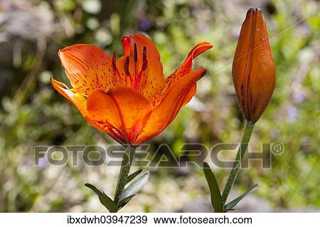 "Orange Lily (Lilium bulbiferum), North Rhine-Westphalia, Germany, Europe" View Large Photo Image Stock Photo - "Orange Lily (Lilium bulbiferum), North Rhine-Westphalia, Germany, Europe". Fotosearch