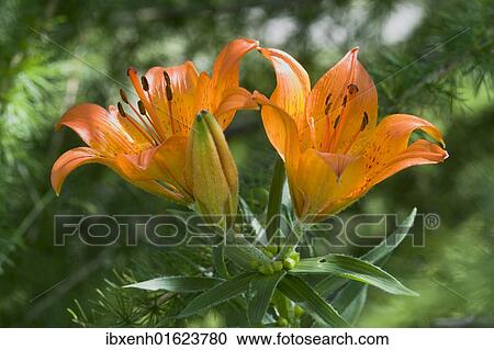 Orange Lily or Fire Lily (Lilium bulbiferum) View Large Photo Image Stock Image - Orange Lily or Fire Lily (Lilium bulbiferum). Fotosearch