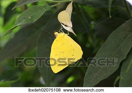 "Orange migrant (Catopsilia scylla), found in South America" View Large Photo Image Stock Photo - "Orange migrant (Catopsilia scylla), found in South America". Fotosearch
