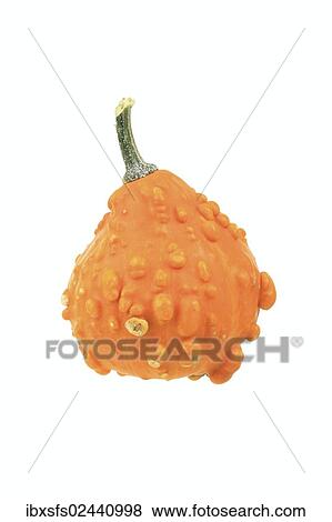 Stock Photo - Orange ornamental warty gourd. Fotosearch