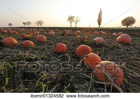 Stock Image - "Orange pumpkins in a pumpkin field in the evening light, Lower Bavaria, Germany, Europe". Fotosearch