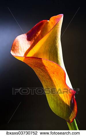 Stock Image - Orange-red flower of a Calla or Calla Lily (Zantedeschia). Fotosearch