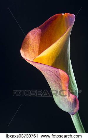 Stock Image - Orange-red flower of a Calla or Calla Lily (Zantedeschia). Fotosearch