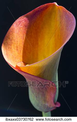 Orange-red flower of a Calla or Calla Lily (Zantedeschia) View Large Photo Image Stock Image - Orange-red flower of a Calla or Calla Lily (Zantedeschia). Fotosearch