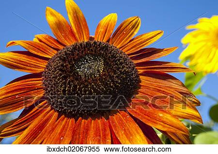 "Orange Sunflower (Helianthus annuus), Adamsville, Quebec, Canada, North America" View Large Photo Image Stock Photography - "Orange Sunflower (Helianthus annuus), Adamsville, Quebec, Canada, North America". Fotosearch