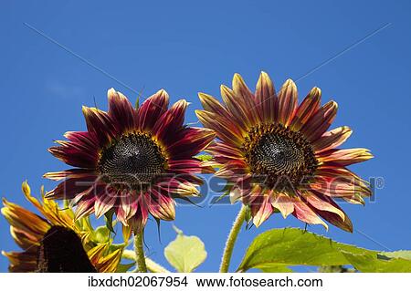 "Orange Sunflowers (Helianthus annuus), Adamsville, Quebec, Canada, North America" View Large Photo Image Picture - "Orange Sunflowers (Helianthus annuus), Adamsville, Quebec, Canada, North America". Fotosearch