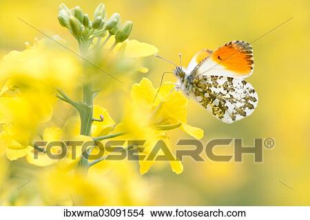 "Orange Tip (Anthocharis cardamines), male, in a rape field, North Hesse, Hesse, Germany, Europe" View Large Photo Image Picture - "Orange Tip (Anthocharis cardamines), male, in a rape field, North Hesse, Hesse, Germany, Europe". Fotosearch