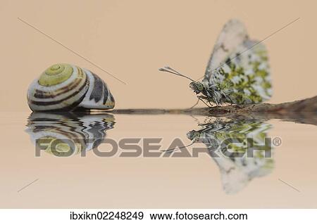 "Orange Tip (Anthocharis cardamines), female with a snail shell" View Large Photo Image Stock Photo - "Orange Tip (Anthocharis cardamines), female with a snail shell". Fotosearch