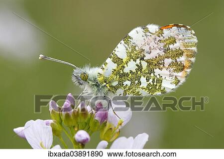 "Orange Tip Butterfly (Anthocharis cardamines), male on a flower of the Cuckoo Flower or Lady's Smock (Cardamine pratensis), North Rhine-Westphalia, Germany, Europe" View Large Photo Image Stock Image - "Orange Tip Butterfly (Anthocharis cardamines), male on a flower of the Cuckoo Flower or Lady's Smock (Cardamine pratensis), North Rhine-Westphalia, Germany, Europe". Fotosearch